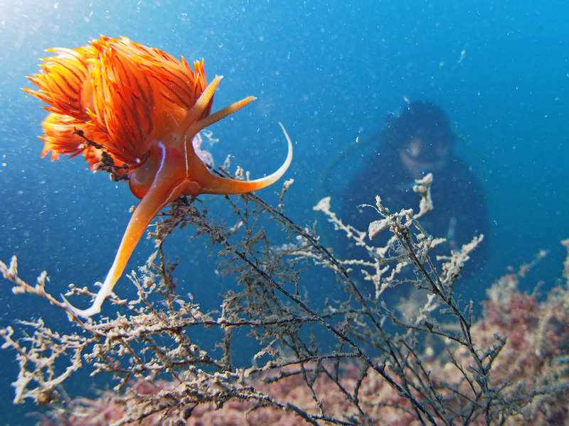 Florent admire une Godive de Banyuls